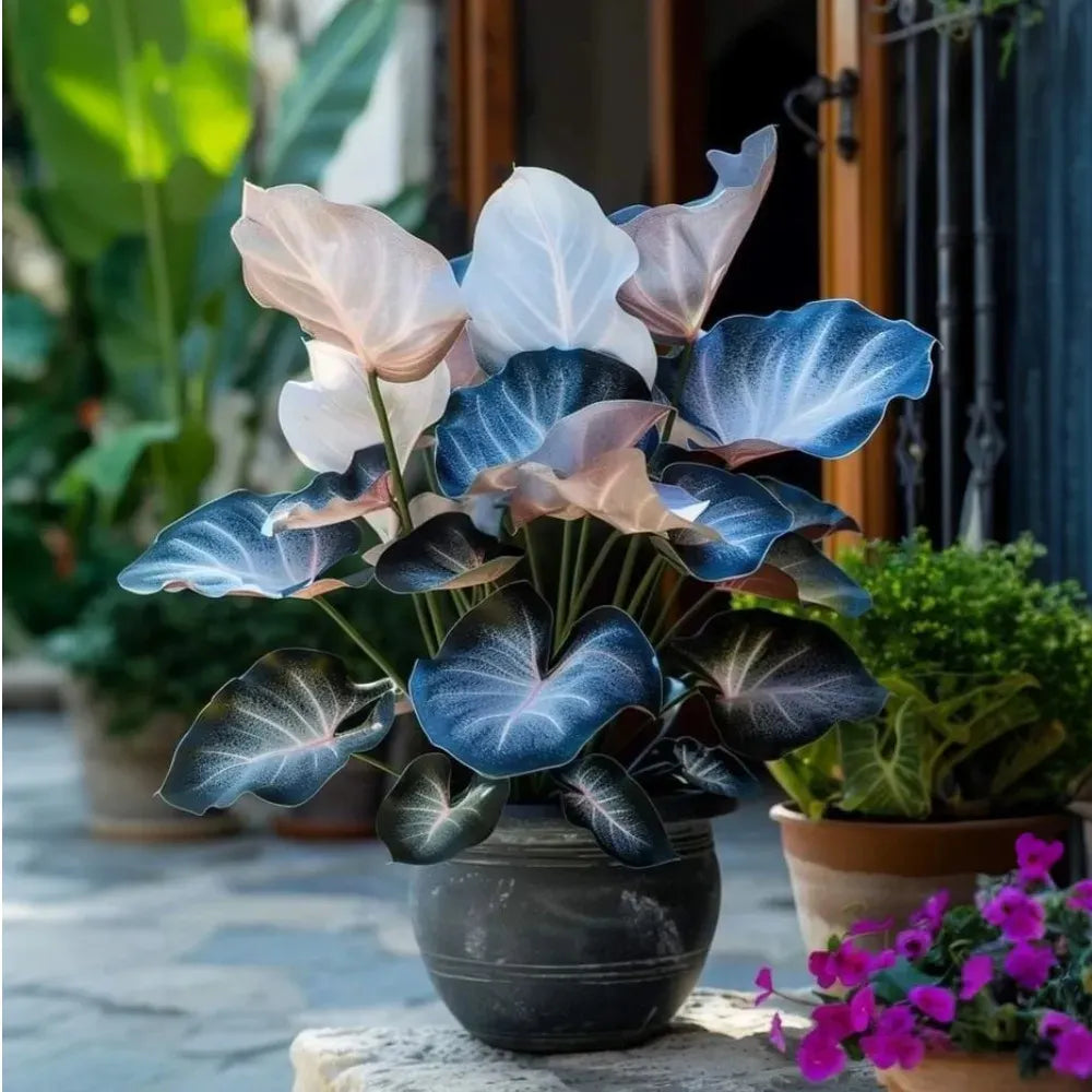 🌱 Rare Giant Hosta Bulbs – Lush, Tall & Shade-Loving Garden Beauty