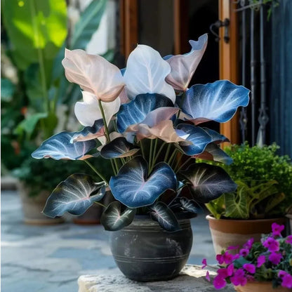🌱 Rare Giant Hosta Bulbs – Lush, Tall & Shade-Loving Garden Beauty