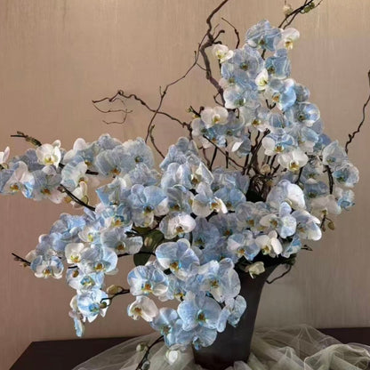 🎁2026 Must Plant🌺Premium Phalaenopsis Orchid Seeds✨