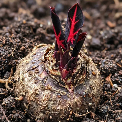 🎊 Giant Caladium Bulbs – Exotic Multicolor Foliage That Brightens Any Garden