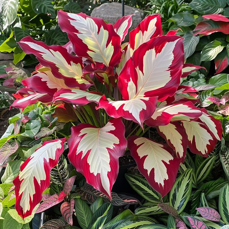 🌱 Rare Giant Hosta Bulbs – Lush, Tall & Shade-Loving Garden Beauty