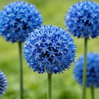 🌸 Premium Giant Allium Bulbs– Colorful Globe Blooms ✨