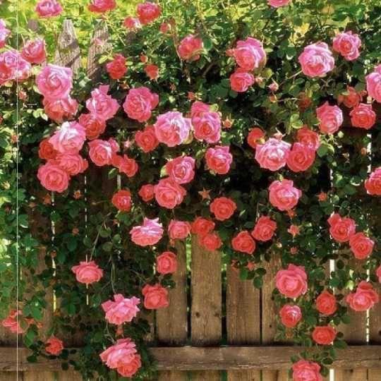 56% OFF✨Rare Climbing Rose Seeds🌹