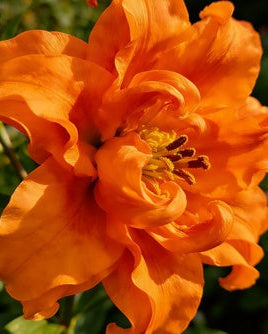 🌸56% OFF Romantic Double Lily Bulbs🌼