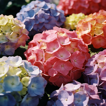 🔥New Arrivals🌸Hydrangea Seeds of Bliss☁️✨