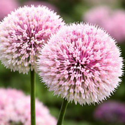 🌸 Premium Giant Allium Bulbs– Colorful Globe Blooms ✨