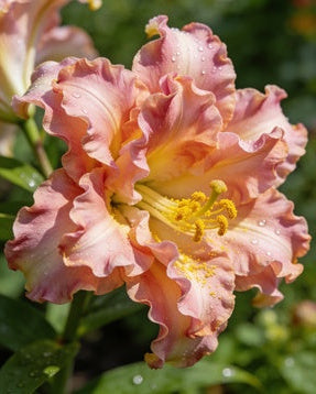 🌸56% OFF Romantic Double Lily Bulbs🌼