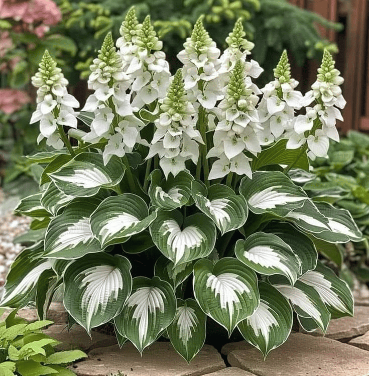🌿 Unique Hosta Seeds – Freshly Shipped From Oregon 🌱