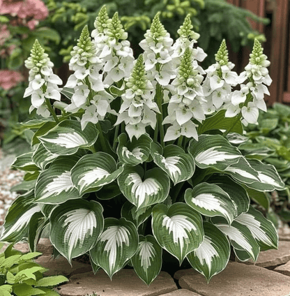 🌿 Unique Hosta Seeds – Freshly Shipped From Oregon 🌱