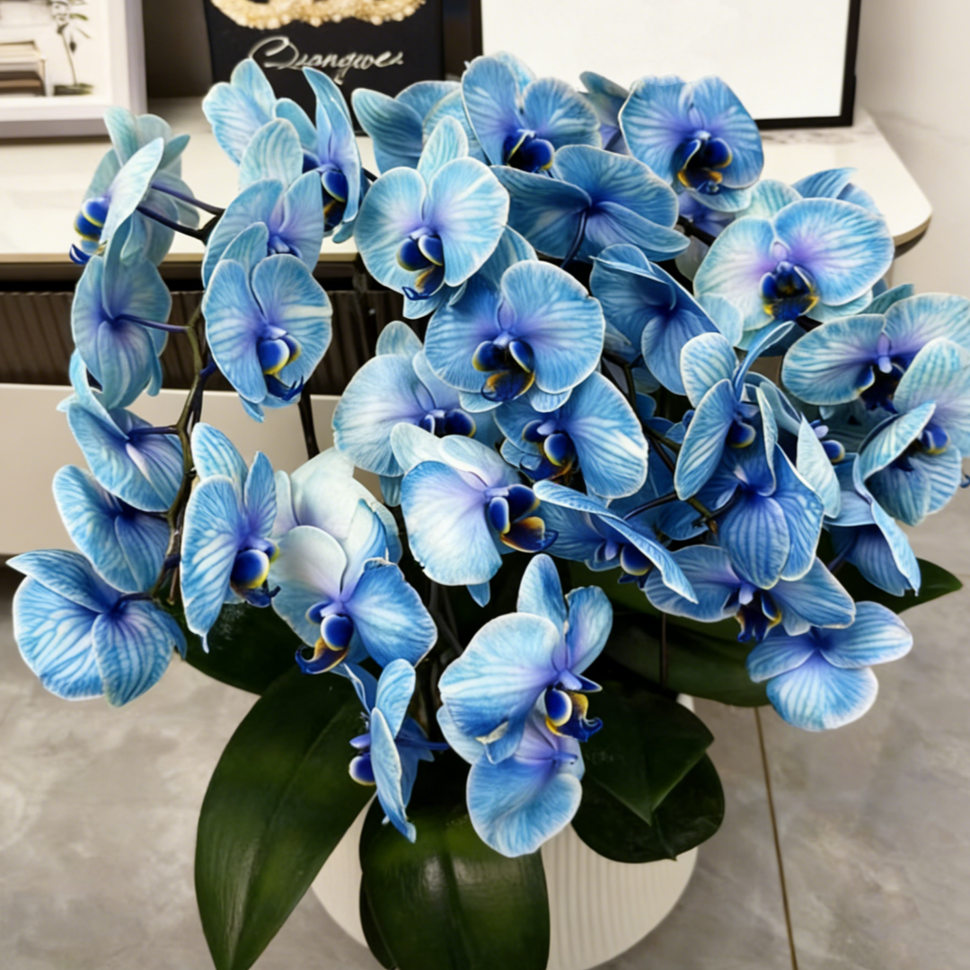 🎁2026 Must Plant🌺Premium Phalaenopsis Orchid Seeds✨