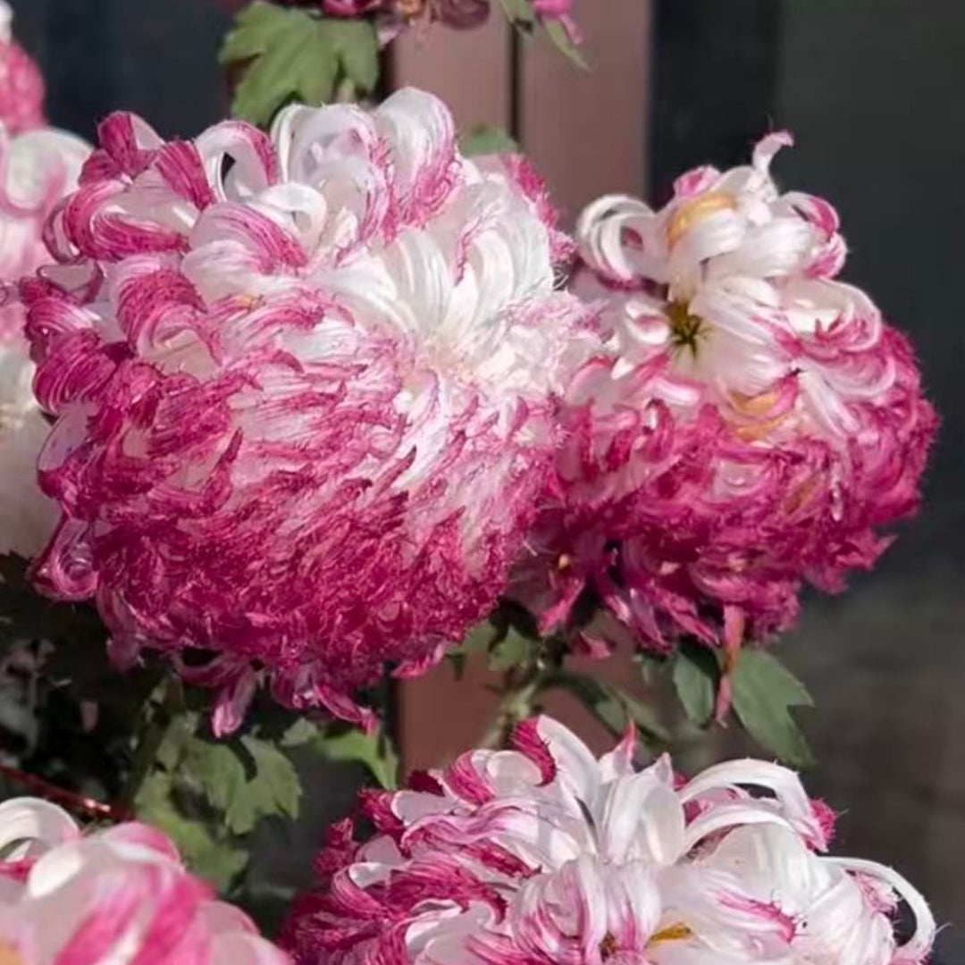 🌼Goose Feather Chrysanthemum Seeds – Mixed Color Pack ✨