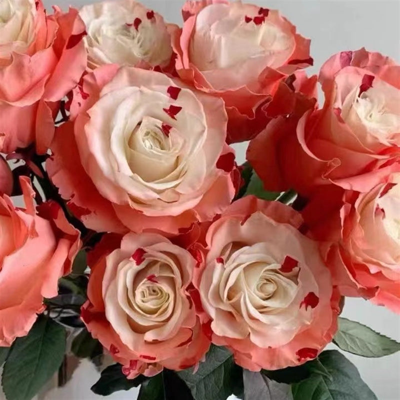 Garden of Dreams with Rare Color Varieties of Rose Seeds