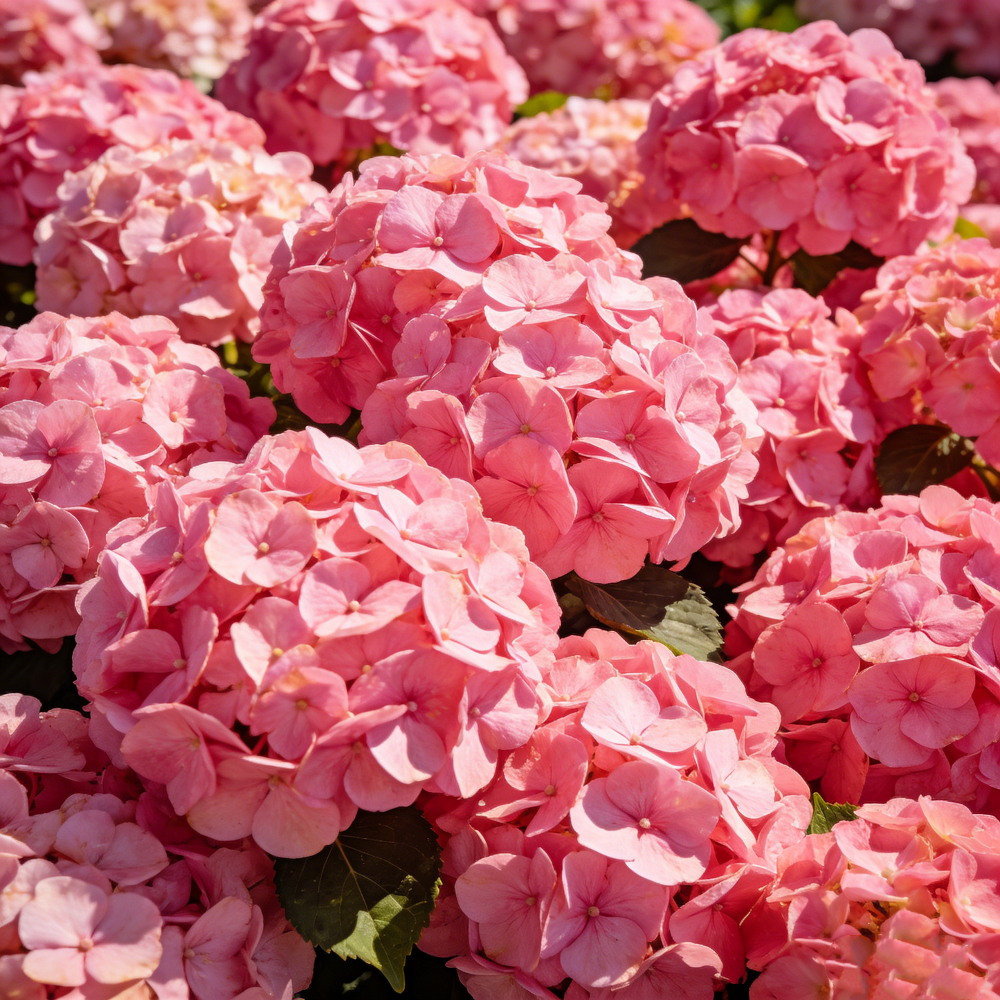 🔥New Arrivals🌸Hydrangea Seeds of Bliss☁️✨