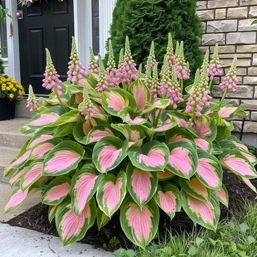 🍃 Exclusive Hosta Bulbs – Unique Foliage, Effortless Beauty