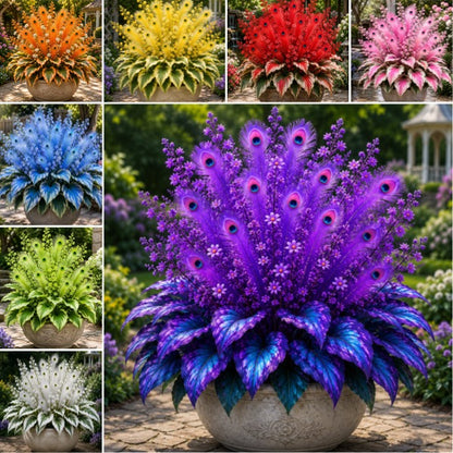 🦚 Rare Peacock Flame Hosta Bulbs🌿 – Exotic Colors & Brilliant Blooms for Your Garden