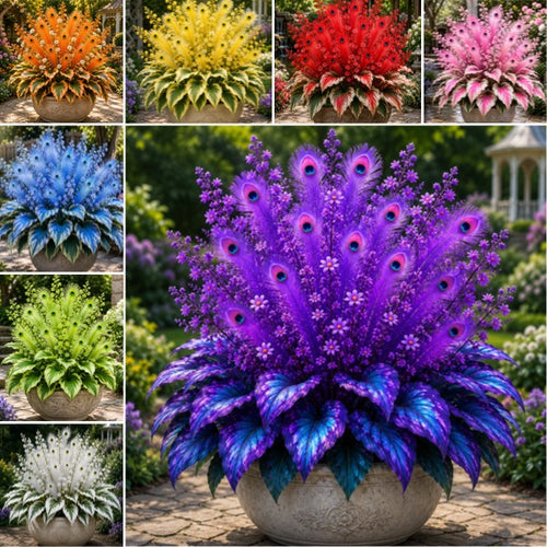 🦚 Rare Peacock Flame Hosta Bulbs🌿 – Exotic Colors & Brilliant Blooms for Your Garden