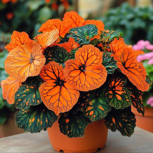🌟 Neon Glow Begonia – Radiant Foliage for a Magical Garden