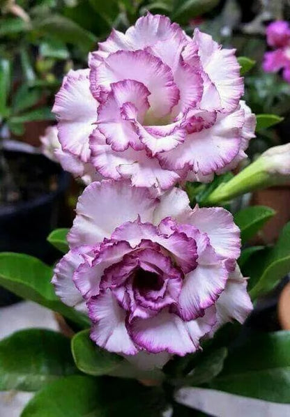 🌵🌹 Dive into Desert Beauty: Desert Rose Seeds for Your Tranquil Haven!-Various Colors🌱Long Flowering Period 🏜️🌺