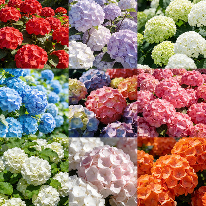 🔥New Arrivals🌸Hydrangea Seeds of Bliss☁️✨