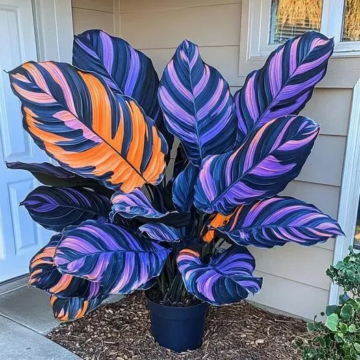 🌱 Rare Giant Hosta Bulbs – Lush, Tall & Shade-Loving Garden Beauty