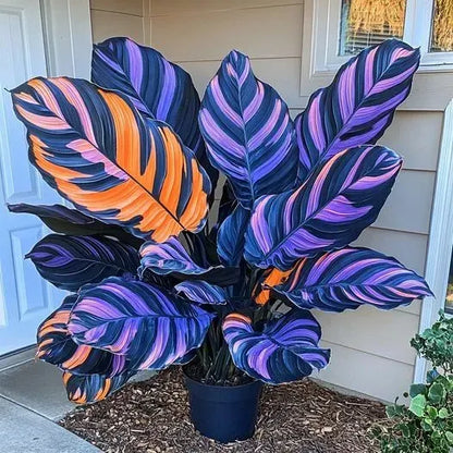 🌱 Rare Giant Hosta Bulbs – Lush, Tall & Shade-Loving Garden Beauty