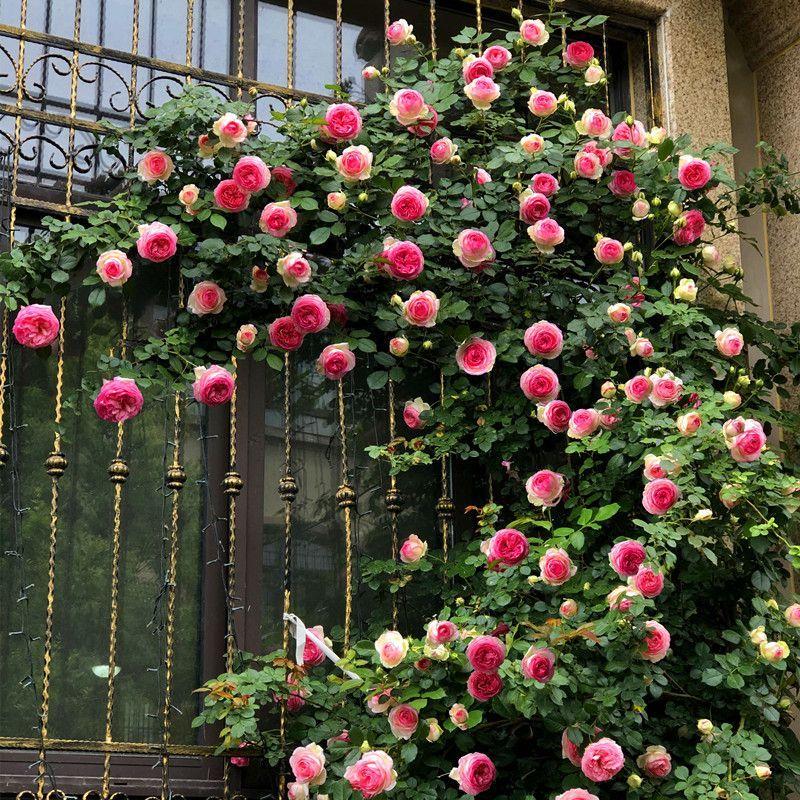 56% OFF✨Rare Climbing Rose Seeds🌹