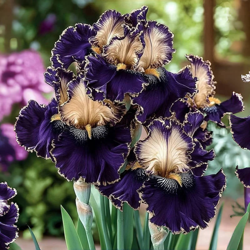 ⚜️Signature Tall Bearded Iris – Premium Garden Edition⚜️