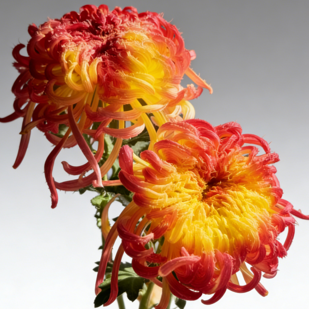 🌼Goose Feather Chrysanthemum Seeds – Mixed Color Pack ✨