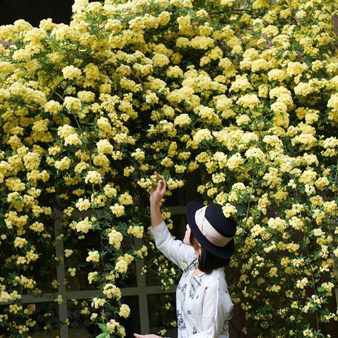 Yellow Banks Rose Seeds
