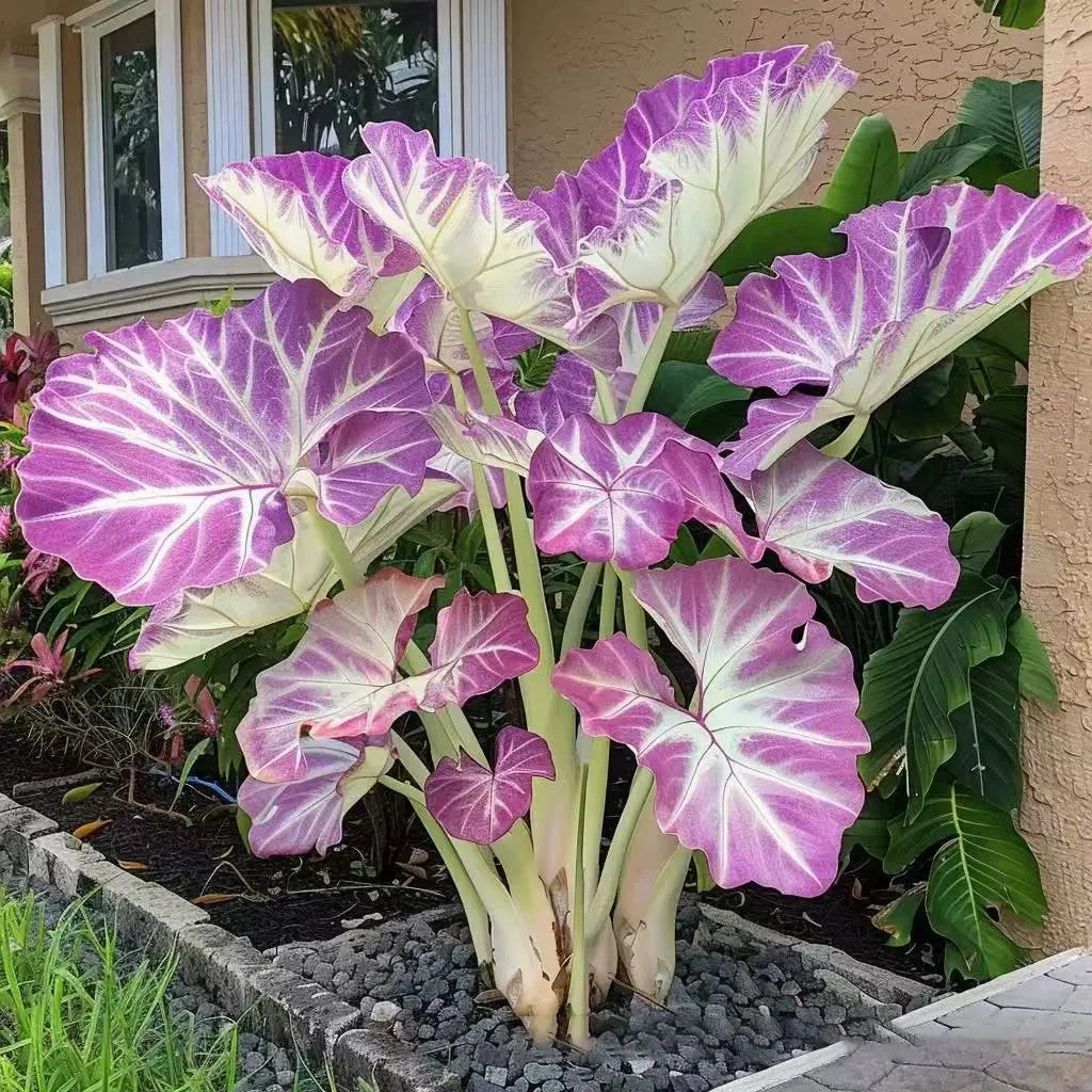 🌿Garden Favorite Hosta Bulbs – Rare & Beautiful Perennial Flowering Plants🎁