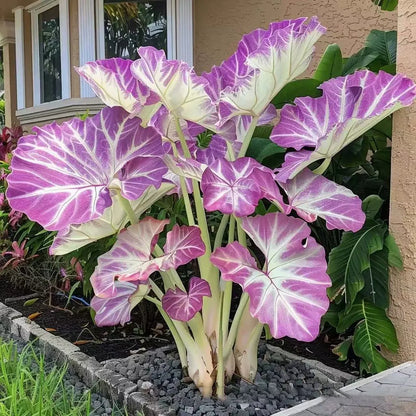 🌿Garden Favorite Hosta Bulbs – Rare & Beautiful Perennial Flowering Plants🎁