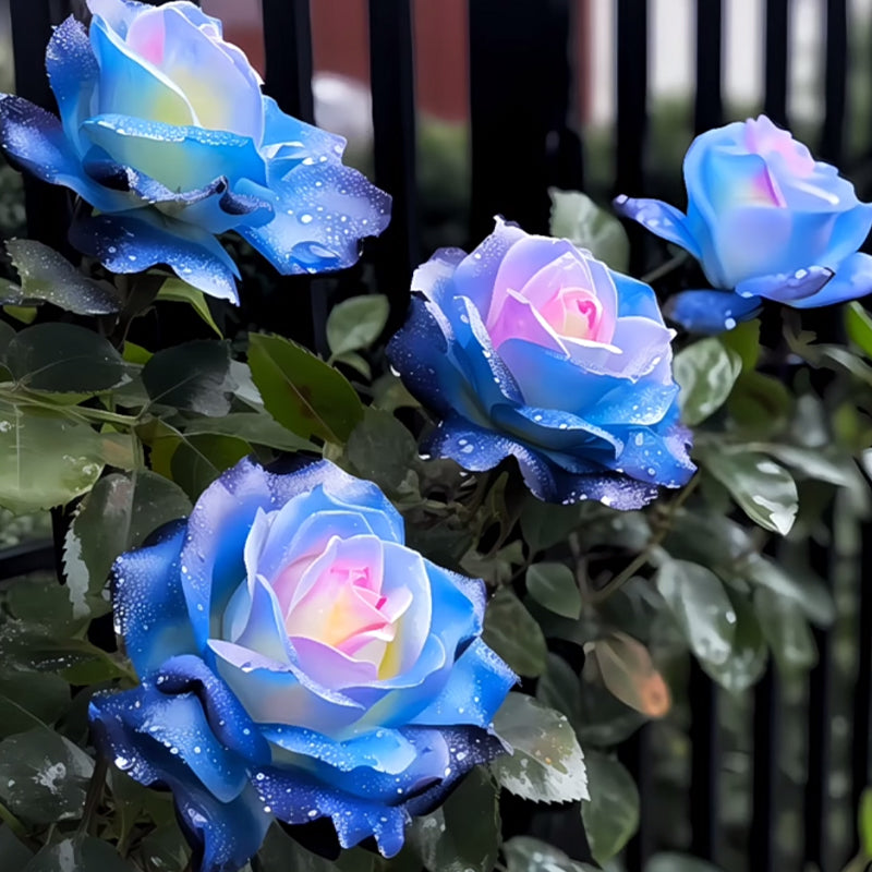 Western Mandala Lancaros Rose