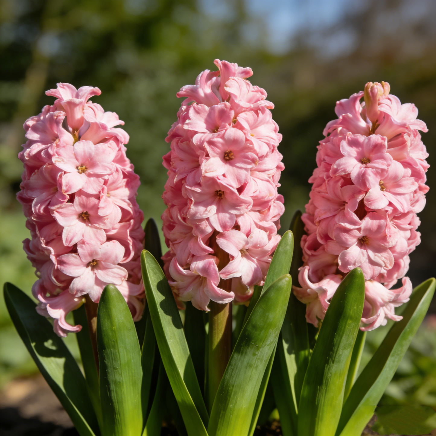 🌟New Arrival🌷Premium Hyacinth Bulbs – Fragrant Color Mix✨