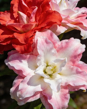 🌸56% OFF Romantic Double Lily Bulbs🌼