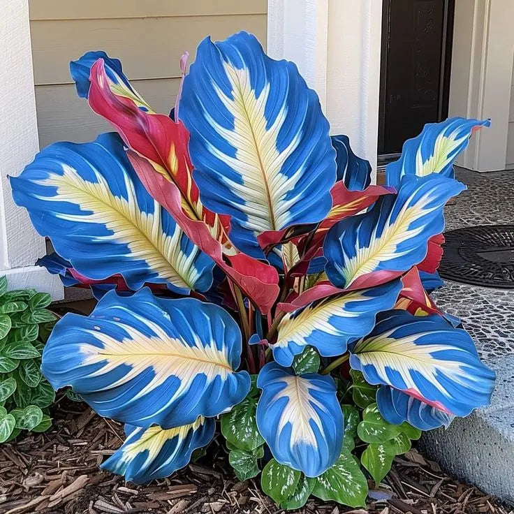 🌱 Rare Giant Hosta Bulbs – Lush, Tall & Shade-Loving Garden Beauty