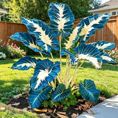 🎊 Giant Caladium Bulbs – Exotic Multicolor Foliage That Brightens Any Garden