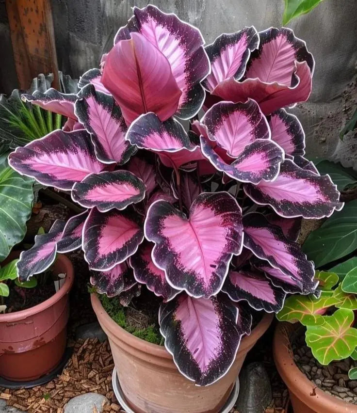 🌱 Rare Giant Hosta Bulbs – Lush, Tall & Shade-Loving Garden Beauty