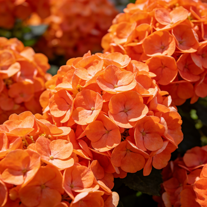🔥New Arrivals🌸Hydrangea Seeds of Bliss☁️✨