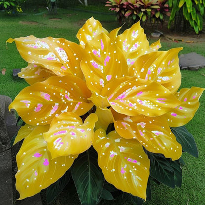 🍃 Exclusive Hosta Bulbs – Unique Foliage, Effortless Beauty