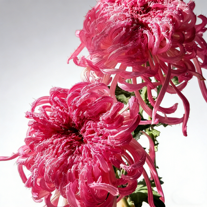 🌼Goose Feather Chrysanthemum Seeds – Mixed Color Pack ✨
