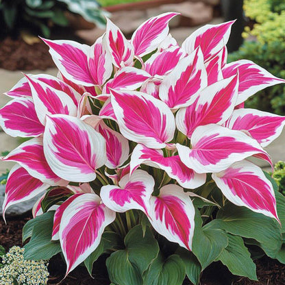 🍃 Exclusive Hosta Bulbs – Unique Foliage, Effortless Beauty