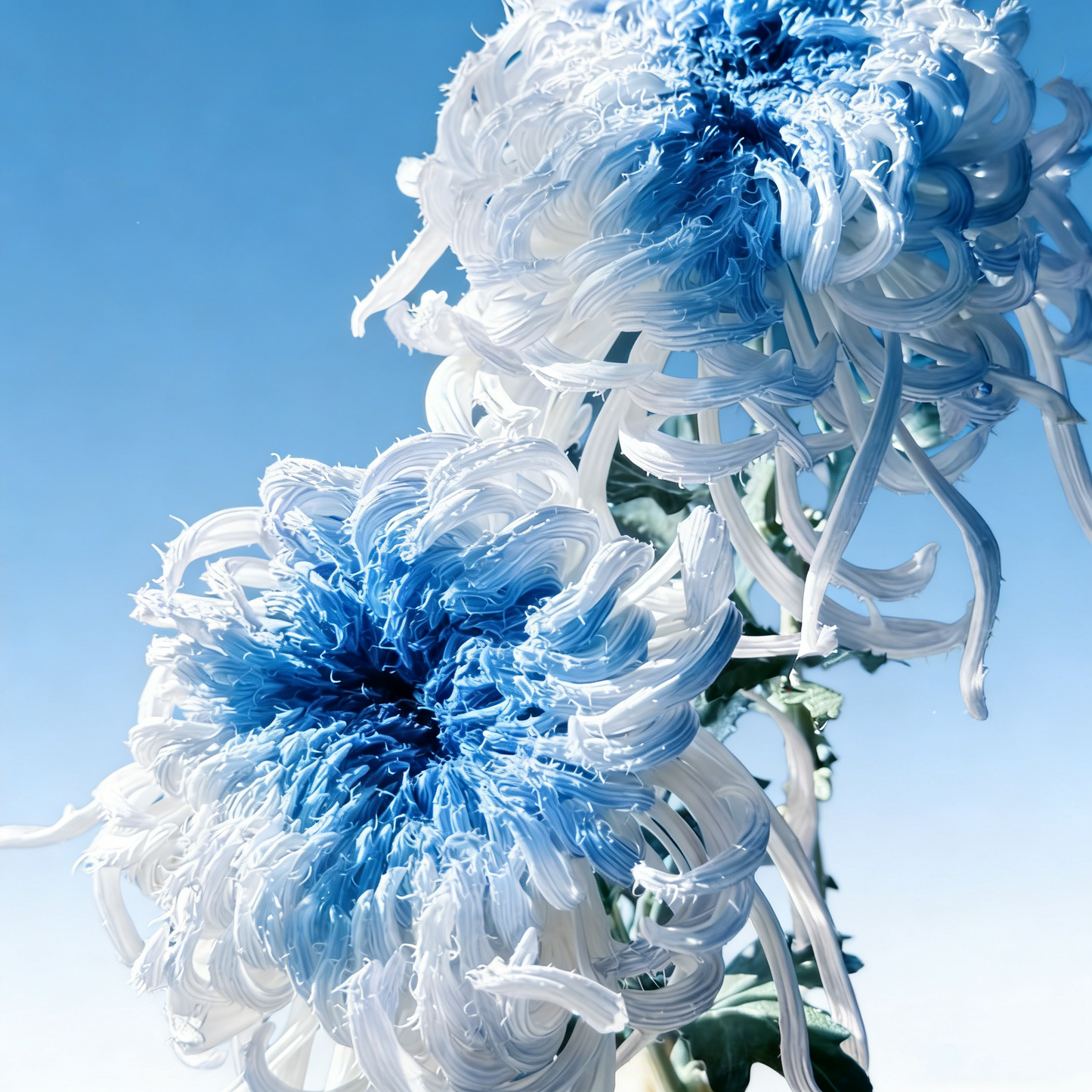 🌼Goose Feather Chrysanthemum Seeds – Mixed Color Pack ✨