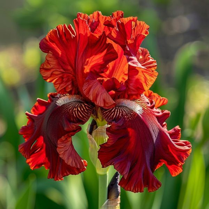 ⚜️Signature Tall Bearded Iris – Premium Garden Edition⚜️