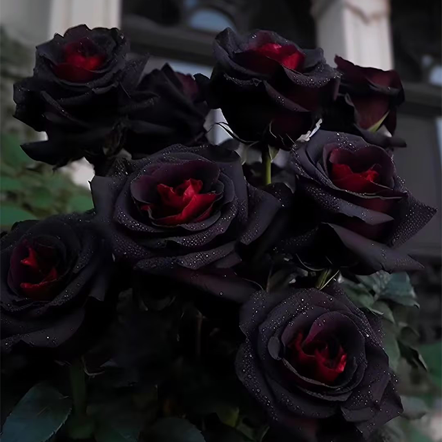 Rare Black And Red Rosehip Seeds
