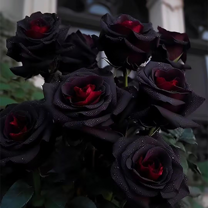 Rare Black And Red Rosehip Seeds