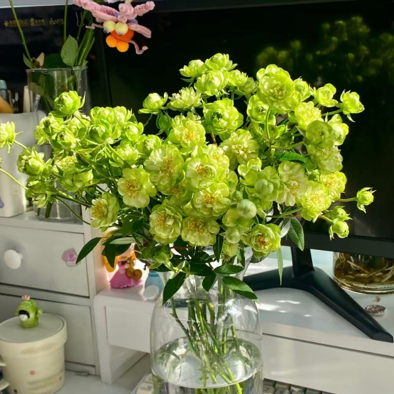 🌹Spray Rose Seeds · Multi-Bloom Elegance ✨