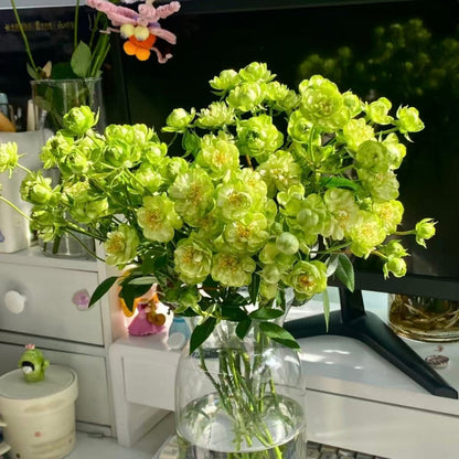🌹Spray Rose Seeds · Multi-Bloom Elegance ✨
