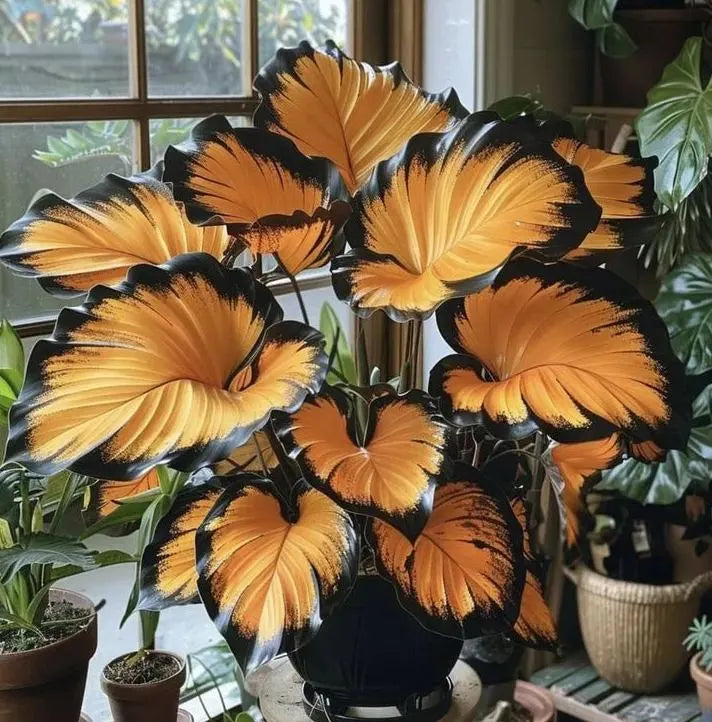 🌱 Rare Giant Hosta Bulbs – Lush, Tall & Shade-Loving Garden Beauty