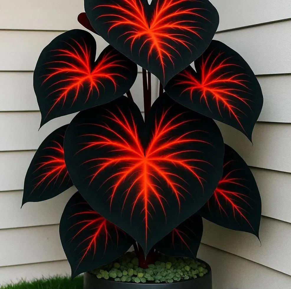 🎊 Giant Caladium Bulbs – Exotic Multicolor Foliage That Brightens Any Garden