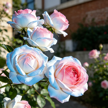 🌹Gradient Pearl Roses Seeds – Multi/Two-Tone Bloom Magic🌈